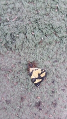 Baeotis zonata zonata