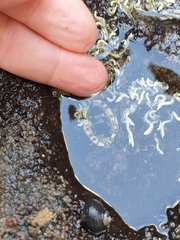 Sypharochiton pelliserpentis