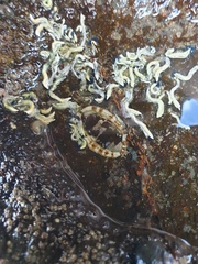 Sypharochiton pelliserpentis