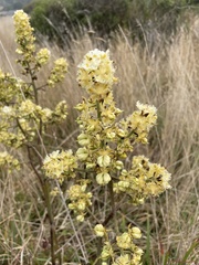 Veratrum fimbriatum