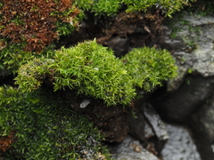 Bryoerythrophyllum recurvirostrum