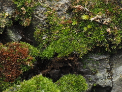 Bryoerythrophyllum recurvirostrum