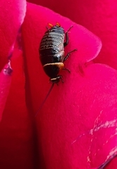 Ellipsidion australe
