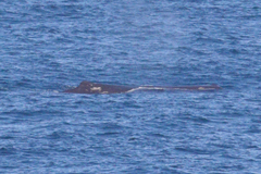 Physeter macrocephalus