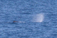 Physeter macrocephalus