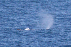 Physeter macrocephalus