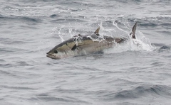 Thunnus albacares