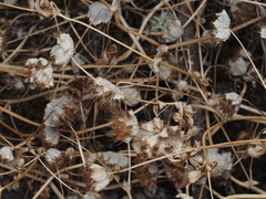 Trifolium cyathiferum