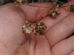 Trifolium cyathiferum