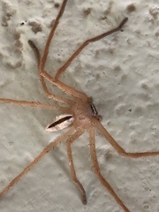 Neosparassus macilentus