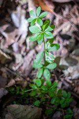 Galium triflorum
