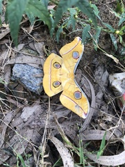 Antheraea paphia