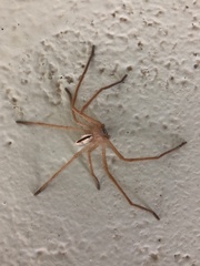 Neosparassus macilentus