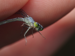 Ischnura perparva