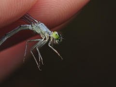 Ischnura perparva