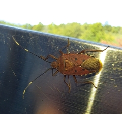 Urochela quadrinotata