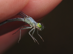 Ischnura perparva