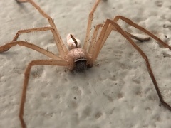 Neosparassus macilentus