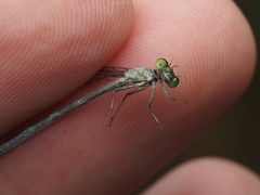 Ischnura perparva