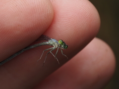 Ischnura perparva