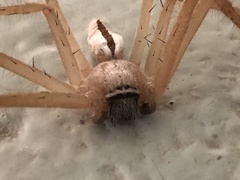 Neosparassus macilentus