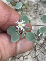 Drymaria holosteoides