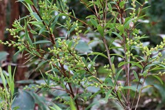 Leucopogon affinis