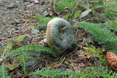 Lactarius aurantiosordidus