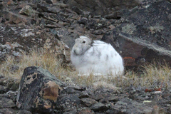 Lepus arcticus