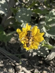 Helophilus latifrons