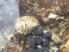 Sypharochiton pelliserpentis