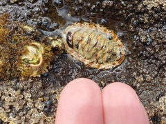 Sypharochiton pelliserpentis