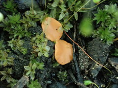 Pulvinula tetraspora