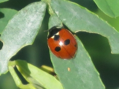 Coccinella quinquepunctata