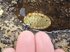 Sypharochiton pelliserpentis
