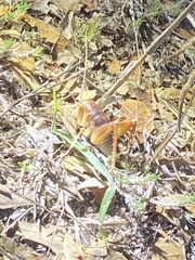 Ceuthophilus californianus