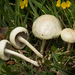 Agrocybe molesta - Photo (c) Mike Potts,  זכויות יוצרים חלקיות (CC BY-NC-ND), הועלה על ידי Mike Potts