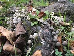 Coprinellus