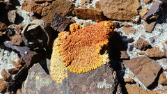 Xanthomendoza trachyphylla