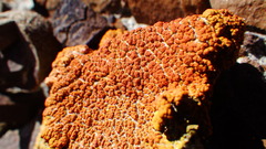 Xanthomendoza trachyphylla