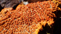 Xanthomendoza trachyphylla