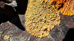 Xanthomendoza trachyphylla