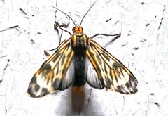 Eucereon phaeoprocta