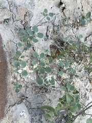 Drymaria holosteoides