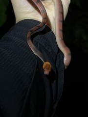 Siphlophis compressus