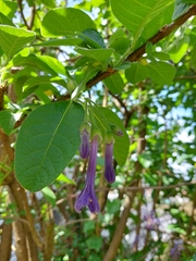 Iochroma cyaneum