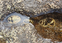 Sypharochiton pelliserpentis