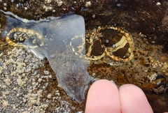 Sypharochiton pelliserpentis