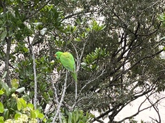 Trichoglossus chlorolepidotus