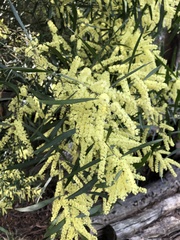 Acacia floribunda